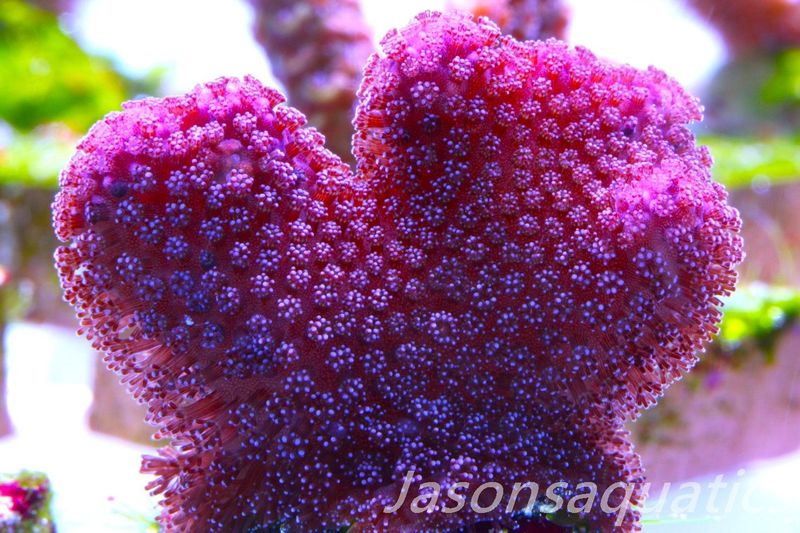 Stylophora, Australian Pink Stylo Frag C