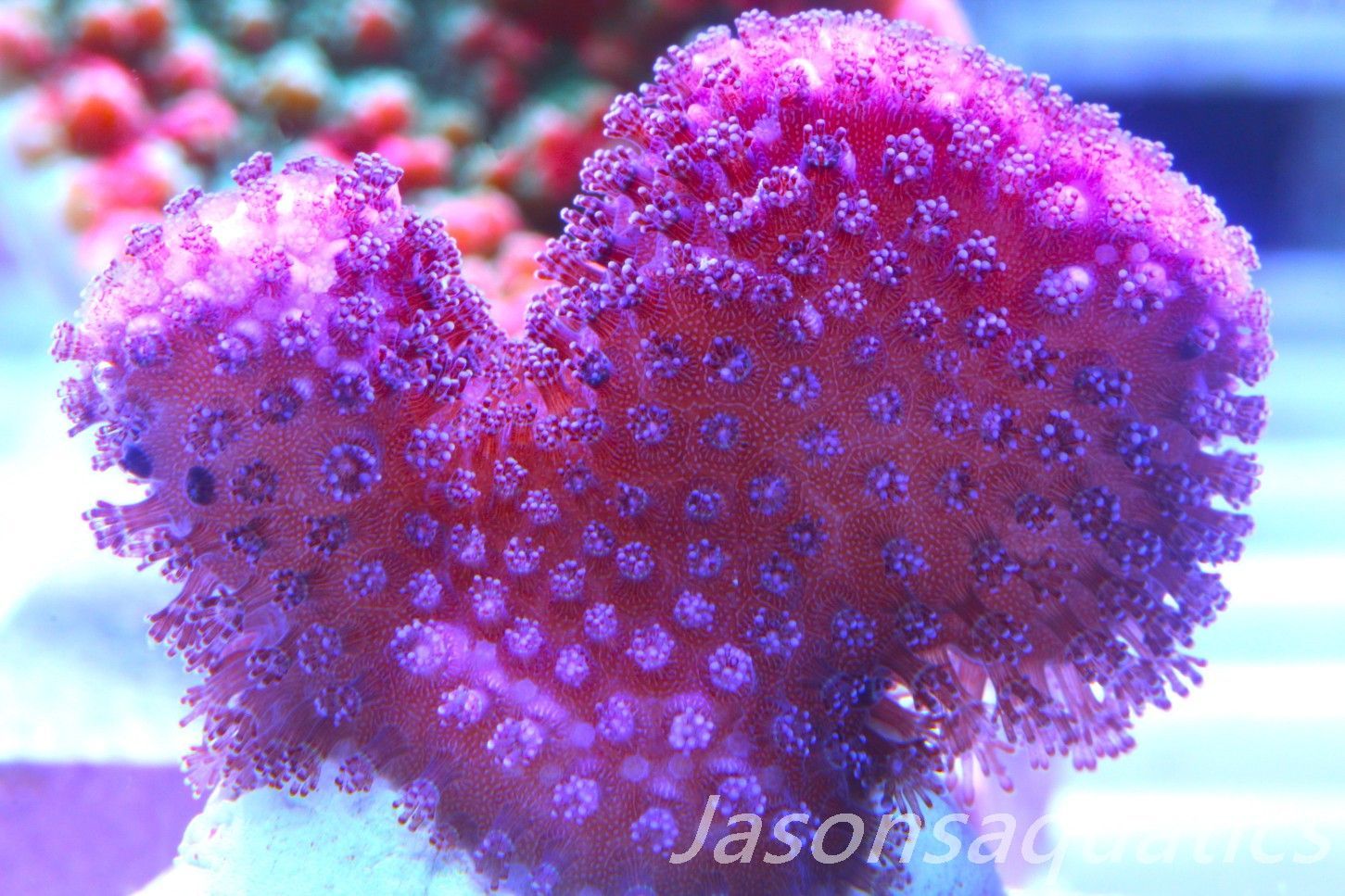 Stylophora, Australian Pink Stylo Frag D