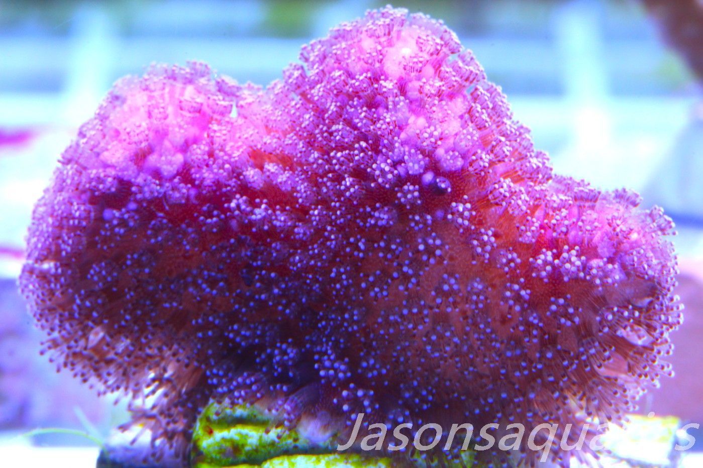 Stylophora, Australian Pink Stylo Frag D Stylophora, Australian Pink Stylo Frag D