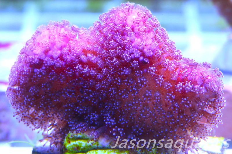 Stylophora, Australian Pink Stylo Frag D