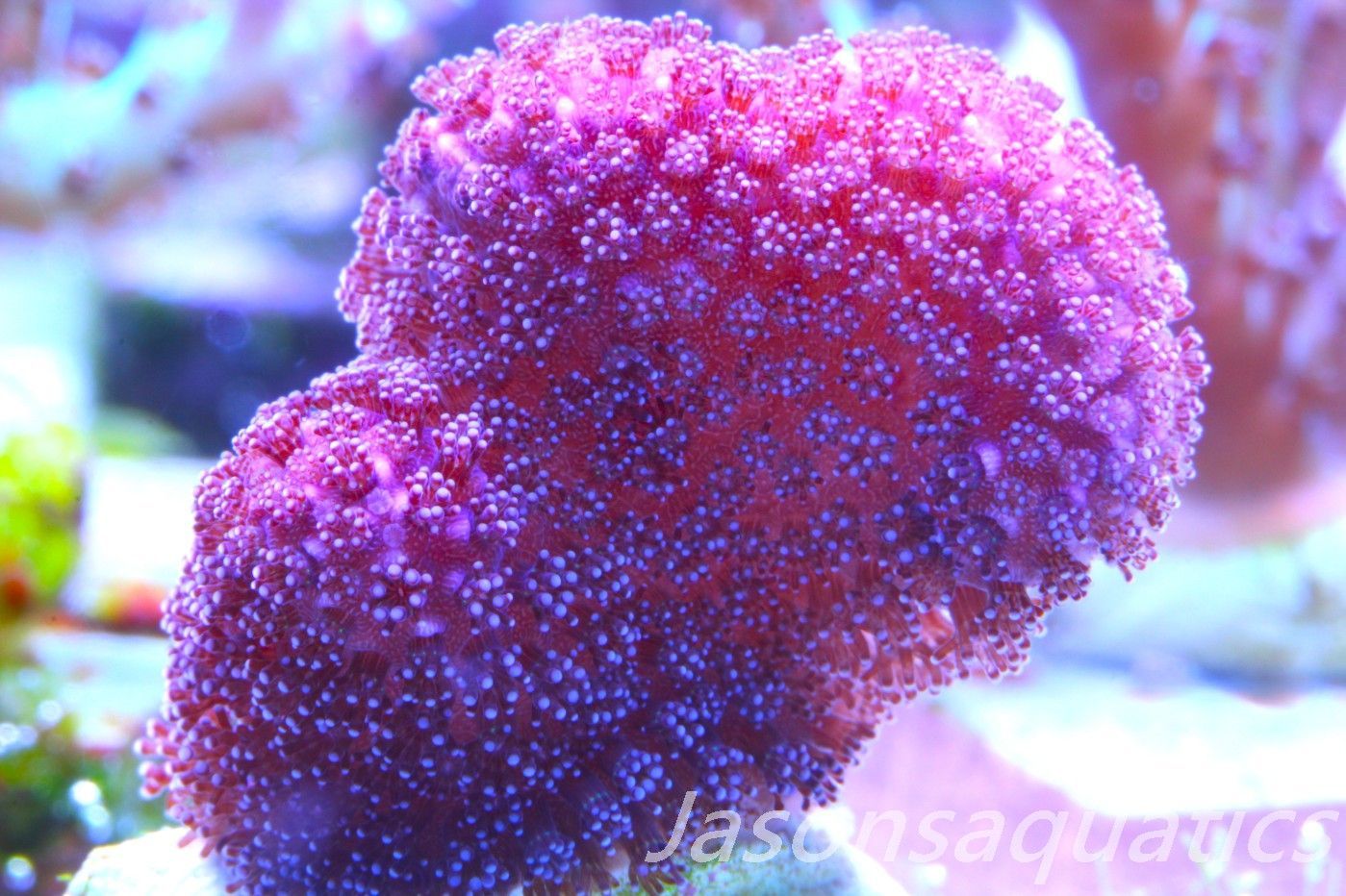 Stylophora, Australian Pink Stylo Frag D Stylophora, Australian Pink Stylo Frag D