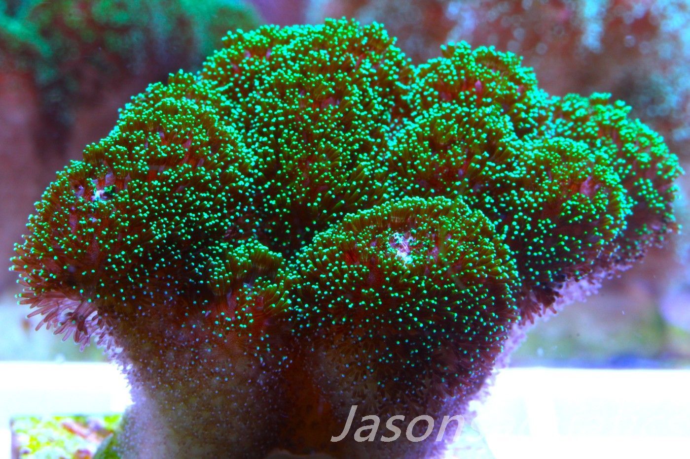 Stylophora, Green with Pinkish Body Frag B Stylophora, Green with Pinkish Body Frag B