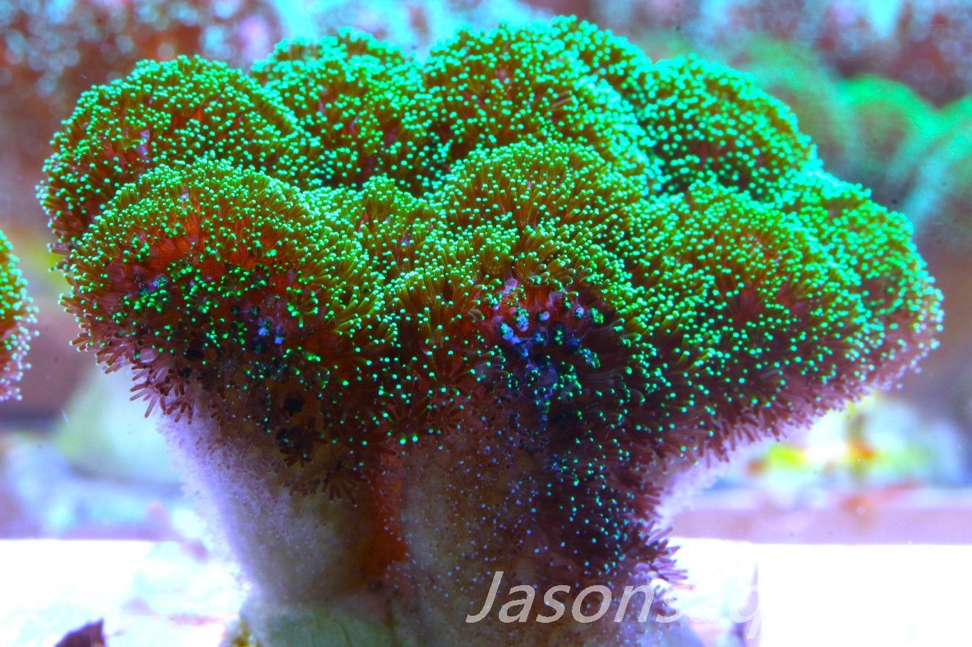 Stylophora, Green with Pinkish Body Frag D Stylophora, Green with Pinkish Body Frag D