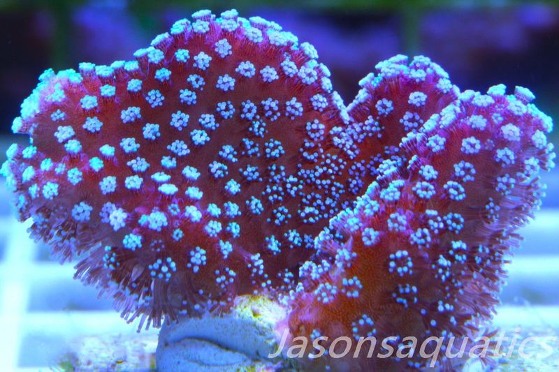 Stylophora, Rainbow Stylo Frag C