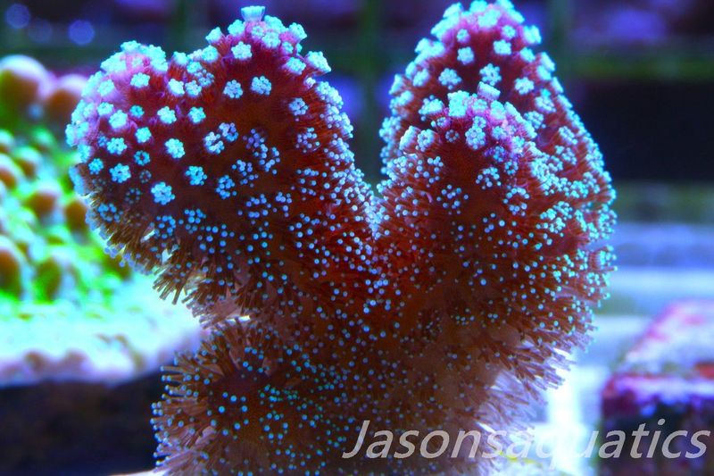 Stylophora, Rainbow Stylo Frag C
