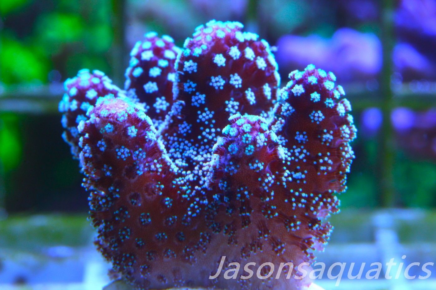 Stylophora, Rainbow Stylo Frag D