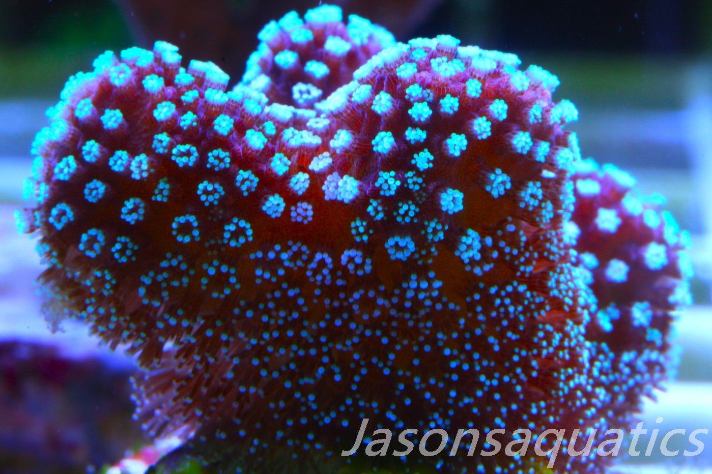 Stylophora, Rainbow Stylo Frag D Stylophora, Rainbow Stylo Frag D