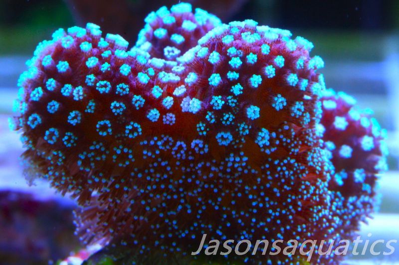 Stylophora, Rainbow Stylo Frag D