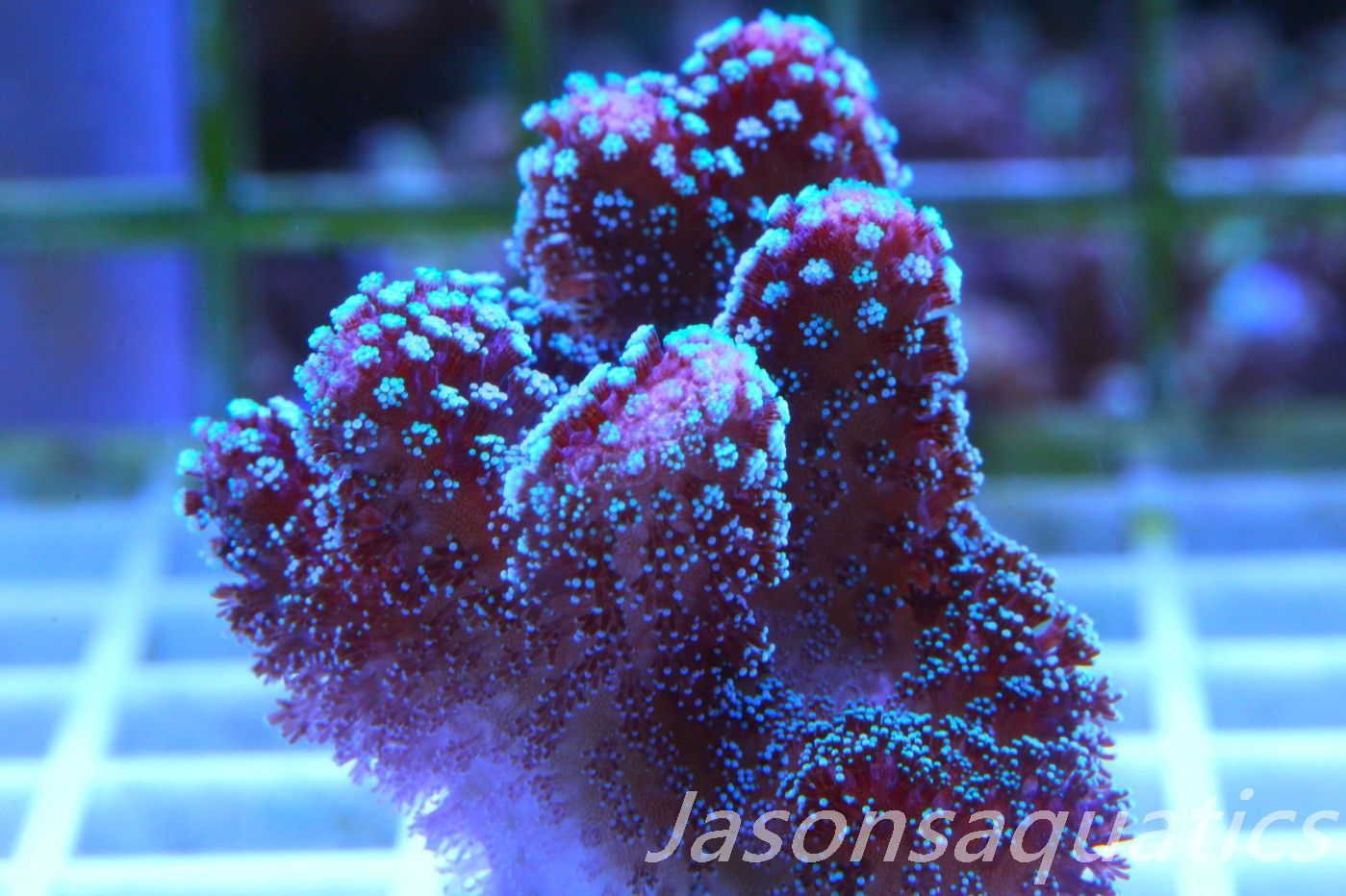 Stylophora, Rainbow Stylo Frag E