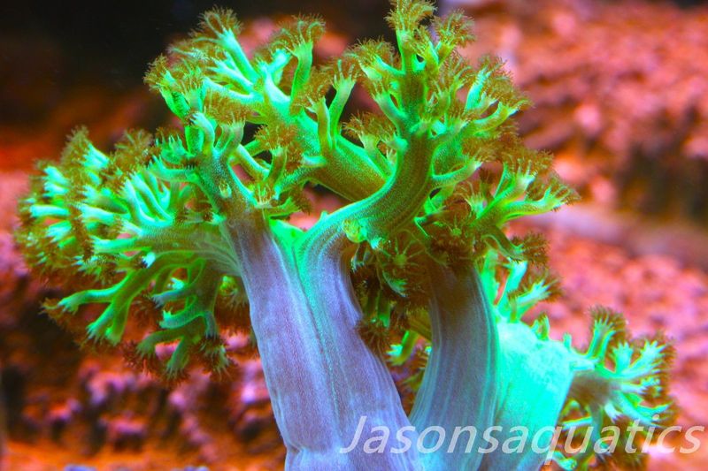 Ultra Green Capnella Leather Coral Frag D