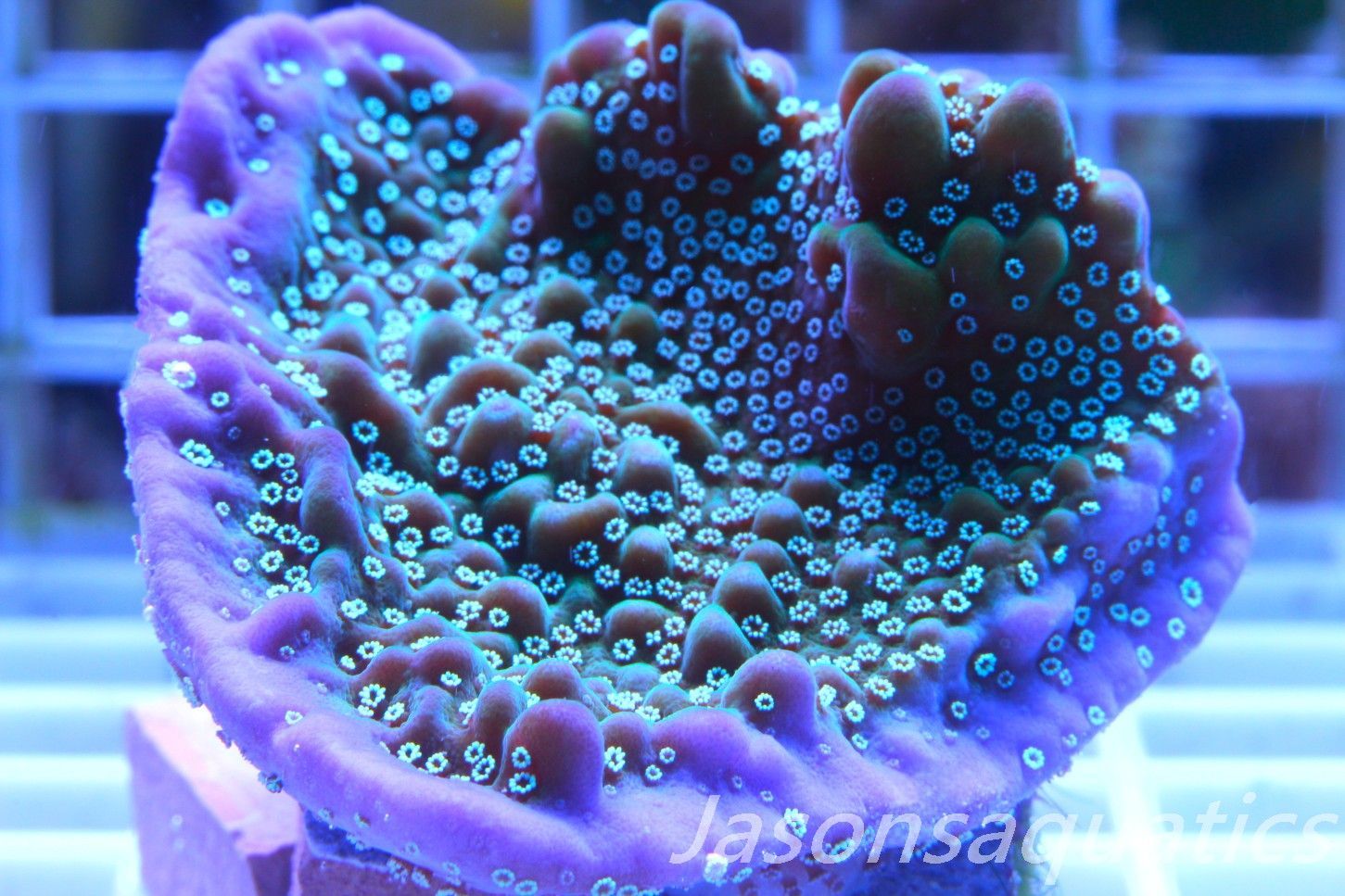 Montipora, True Undata Frag D