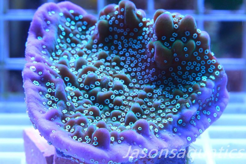 Montipora, True Undata Frag D