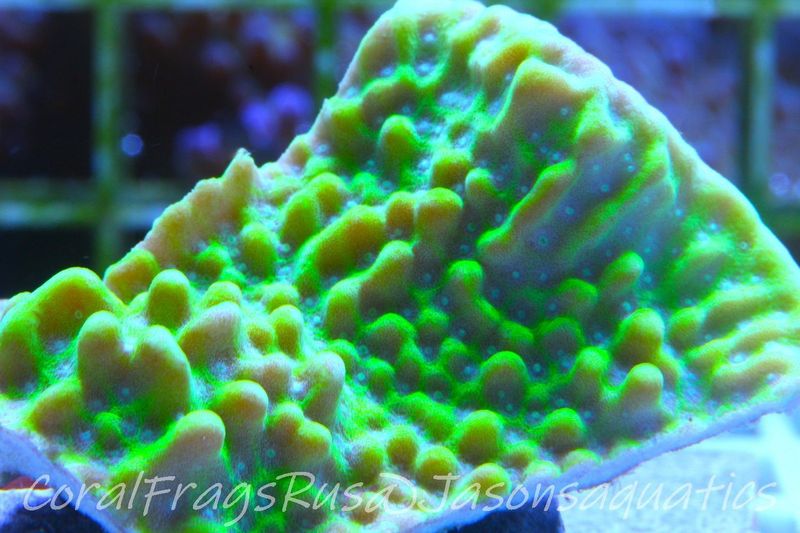 Montipora Undata Morph Frag B