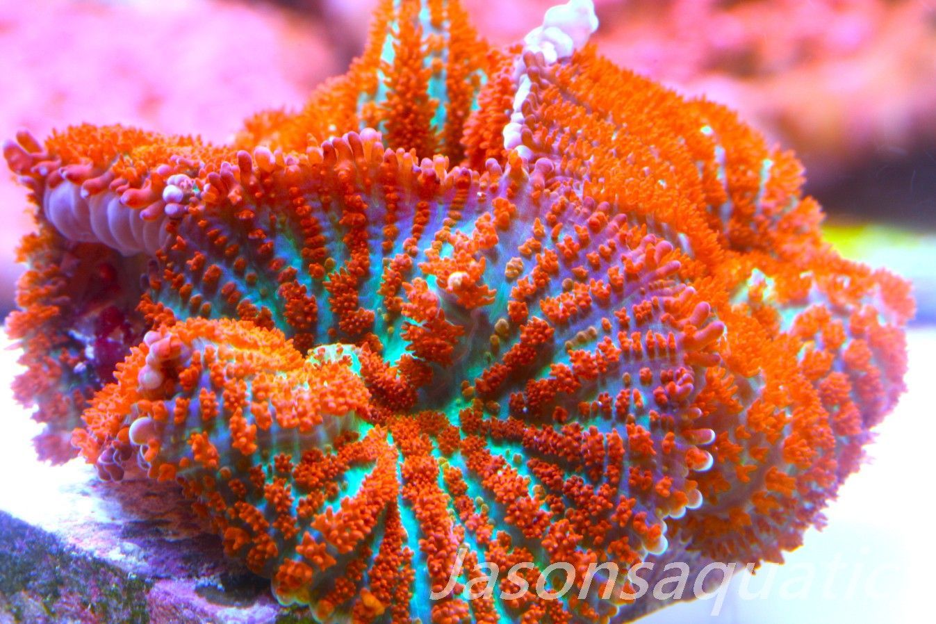 Mushrooms, Forest Fire Rhodactis Frag B