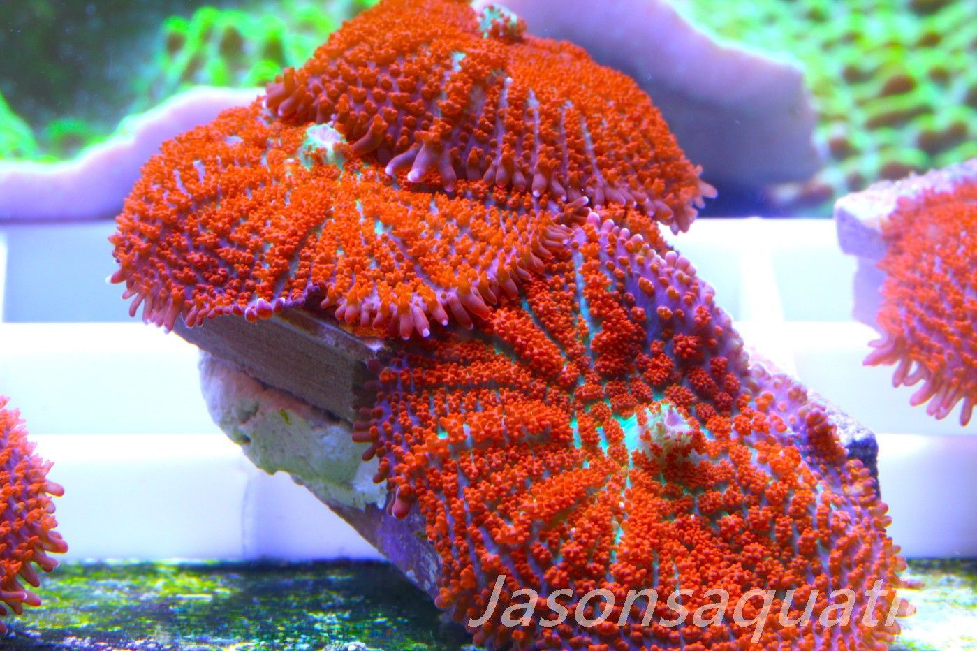 Mushrooms, Forest Fire Rhodactis Frag B Mushrooms, Forest Fire Rhodactis Frag B