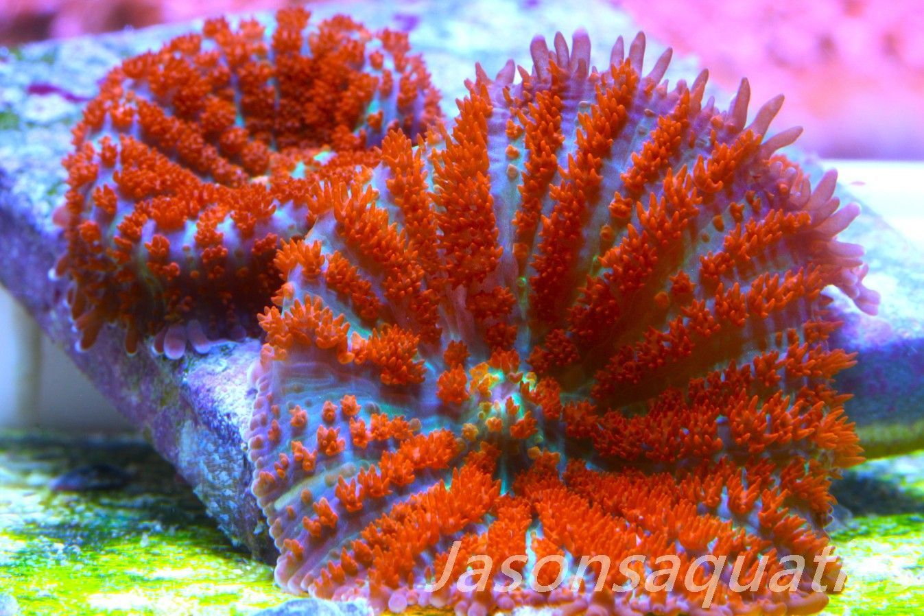 Mushrooms, Forest Fire Rhodactis Frag C