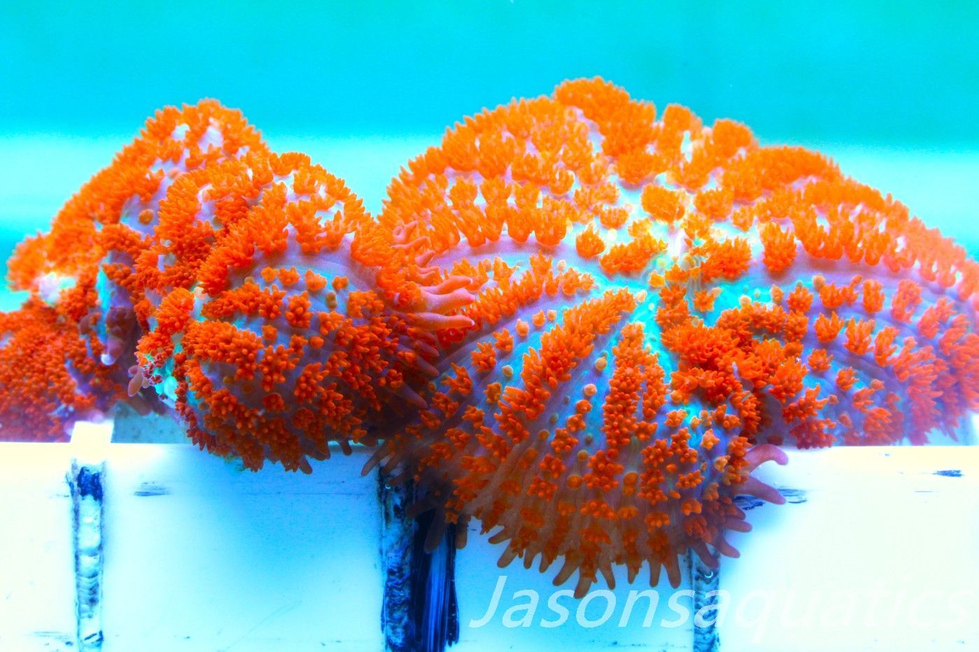 Mushrooms, Forest Fire Rhodactis Frag C Mushrooms, Forest Fire Rhodactis Frag C