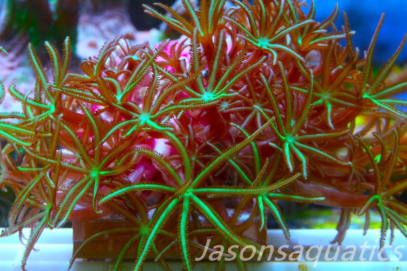 Organ Pipe Coral (Tubipora Musica) Frag B Organ Pipe Coral (Tubipora Musica) Frag B