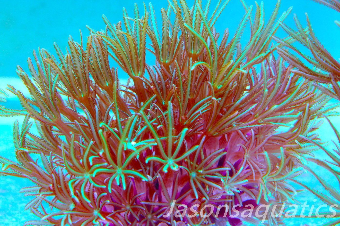 Organ Pipe Coral (Tubipora Musica) Frag B Organ Pipe Coral (Tubipora Musica) Frag B