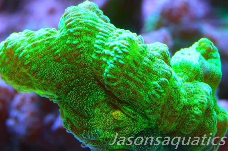 Pectinia, True WWC Space Invader Frag D