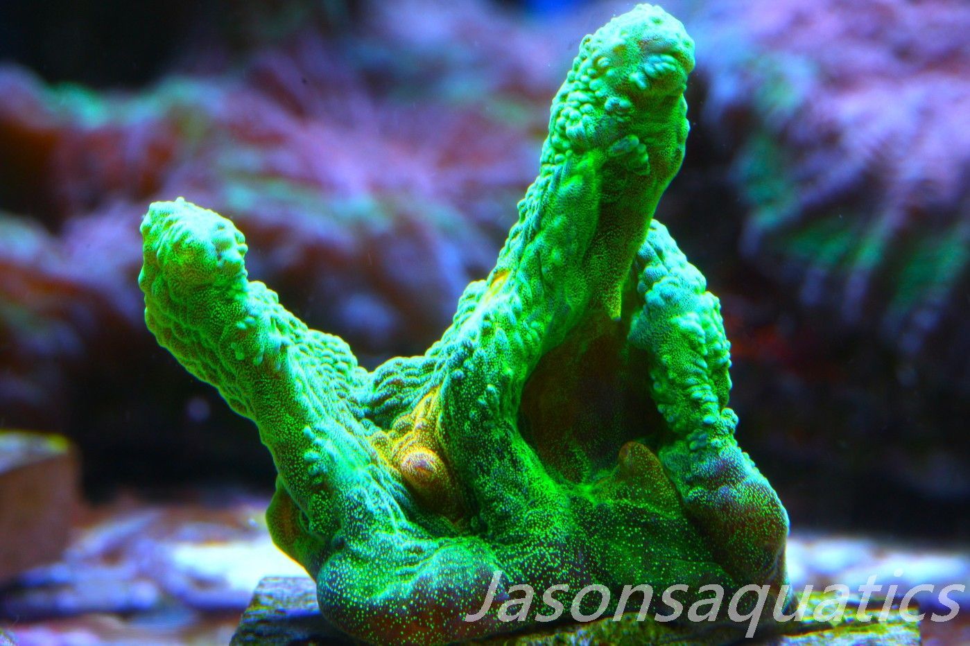 Pectinia, True WWC Space Invader Frag D