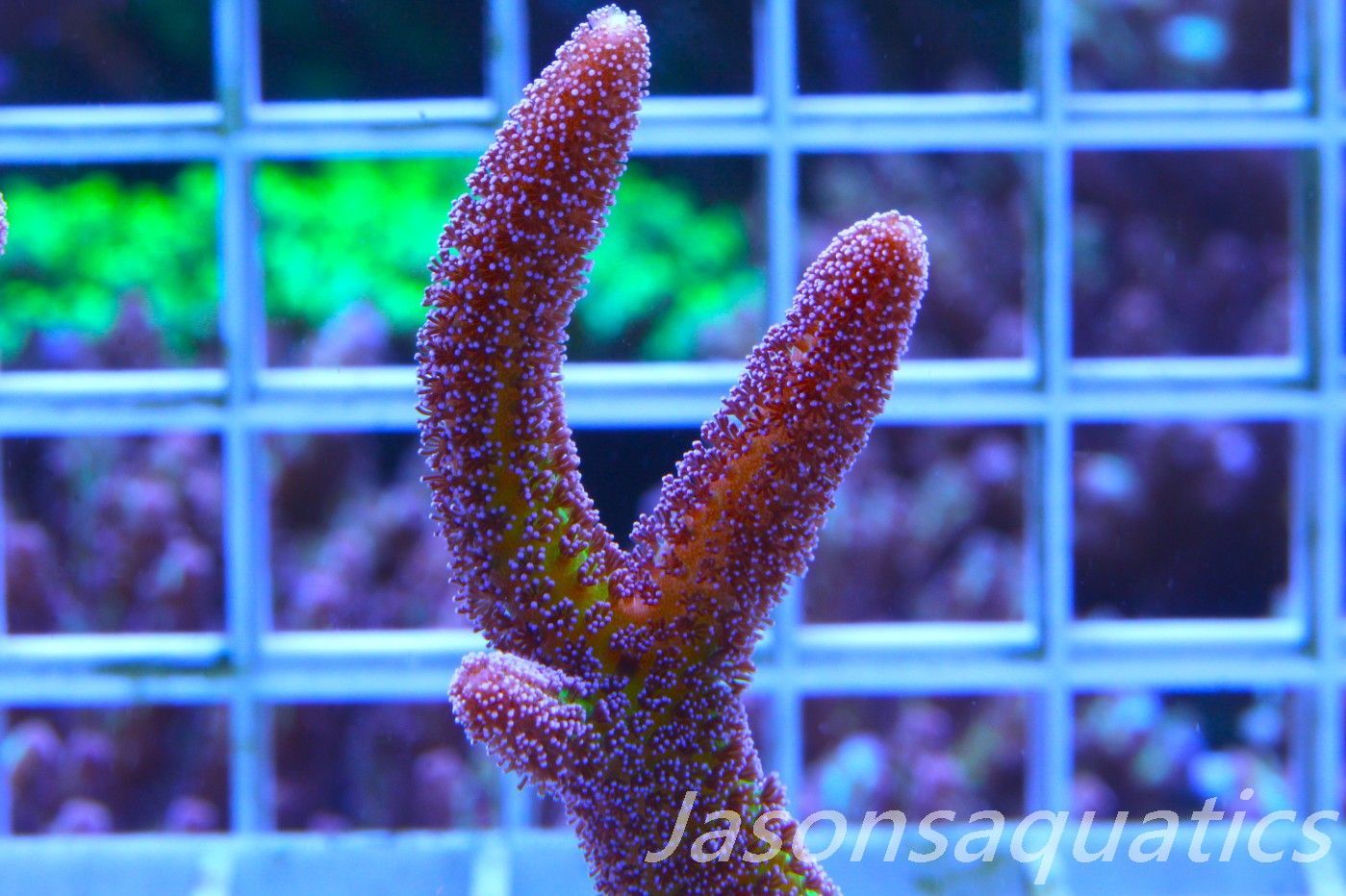 Seriatopora Caliendrum, Bird of Paradise Frag B Seriatopora Caliendrum, Bird of Paradise Frag B
