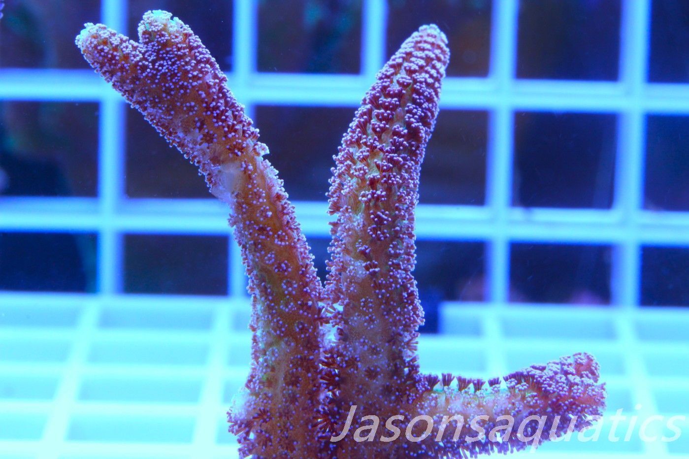 Seriatopora Caliendrum, Bird of Paradise Frag B Seriatopora Caliendrum, Bird of Paradise Frag B