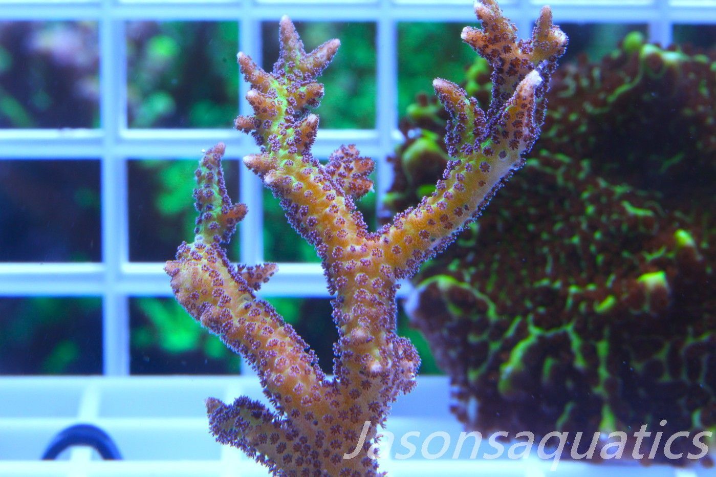 Seriatopora Lime Berry Hystrix (Birds Nest) Frag D Seriatopora Lime Berry Hystrix (Birds Nest) Frag D