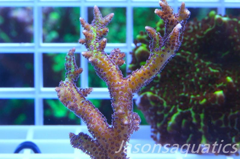 Seriatopora Lime Berry Hystrix (Birds Nest) Frag D