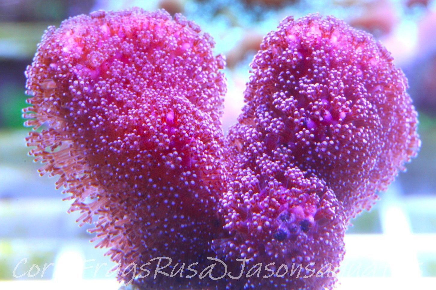 Stylophora, Australian Pink Stylo Frag B