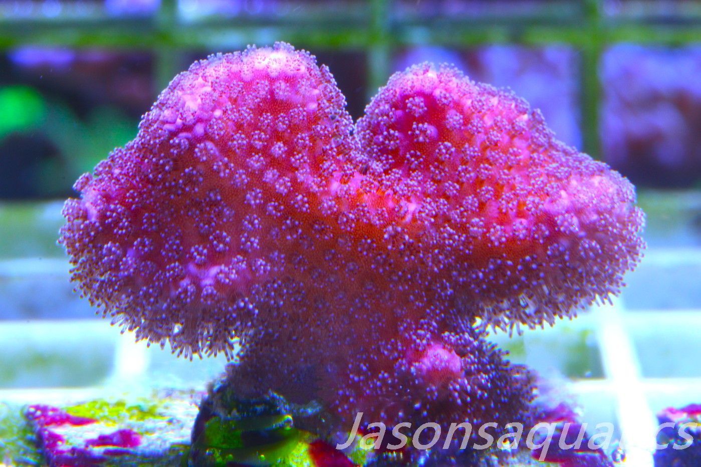 Stylophora, Australian Pink Stylo Frag B