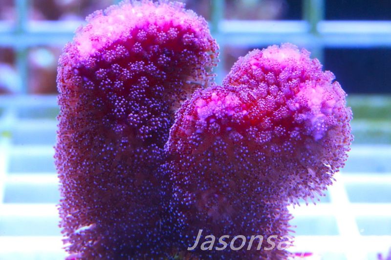 Stylophora, Australian Pink Stylo Frag B