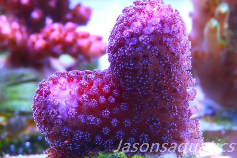 Stylophora, Australian Pink Stylo Frag B