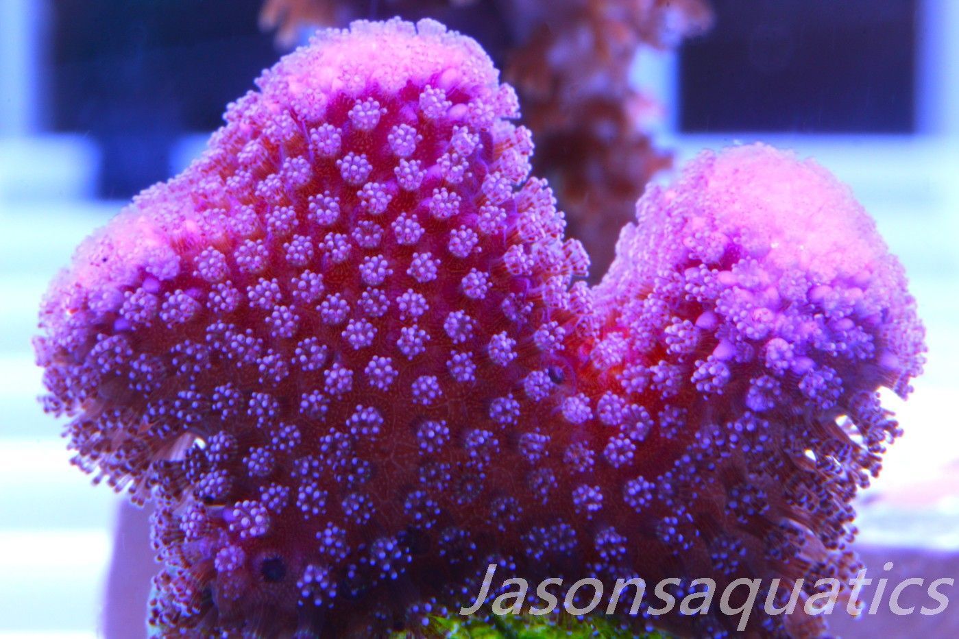 Stylophora, Australian Pink Stylo Frag B Stylophora, Australian Pink Stylo Frag B