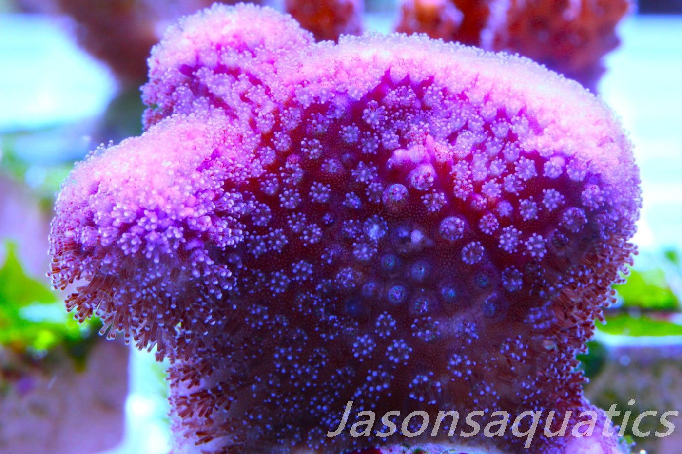Stylophora, Australian Pink Stylo Frag B Stylophora, Australian Pink Stylo Frag B