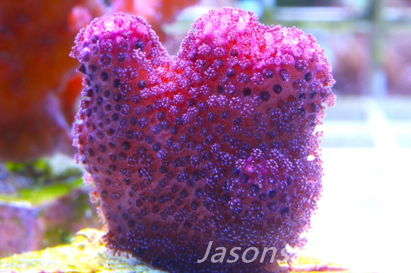 Stylophora, Australian Pink Stylo Frag E