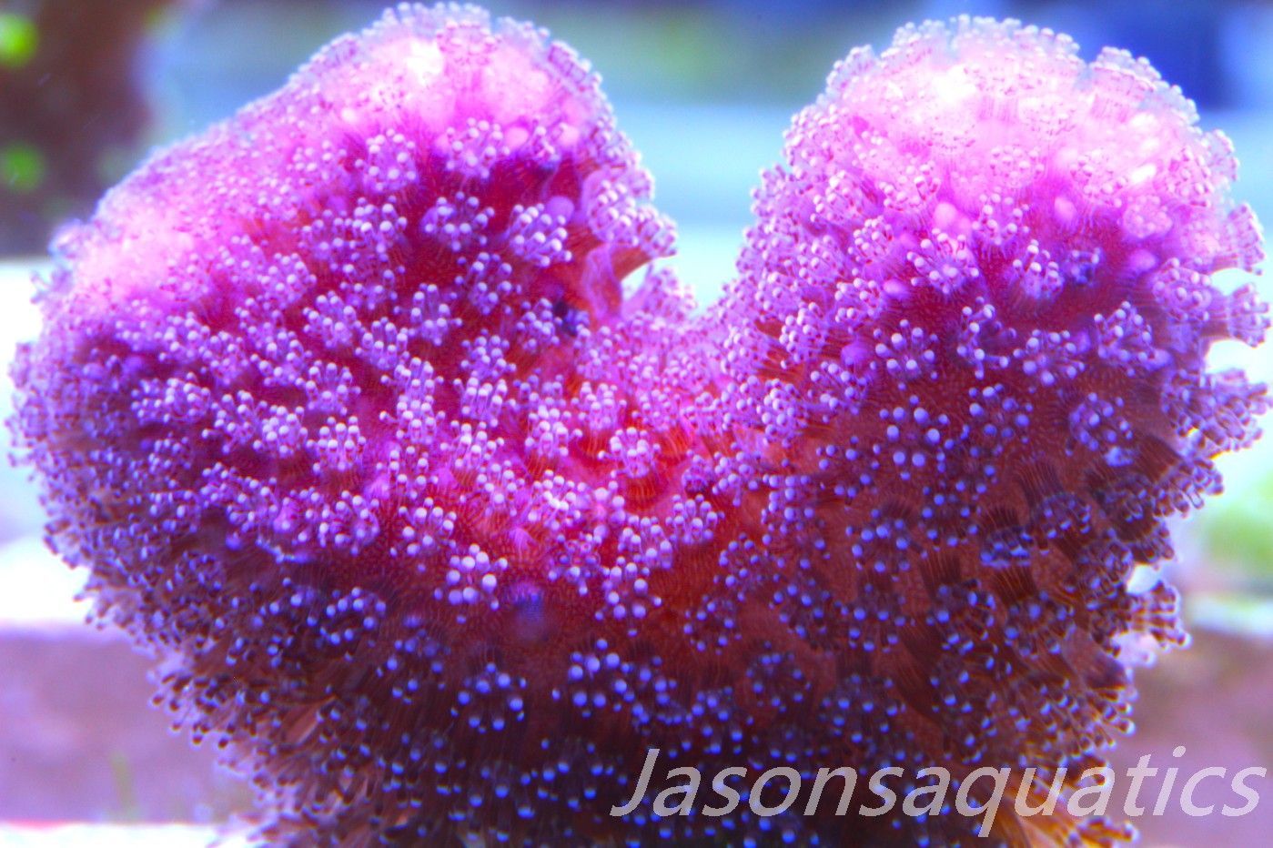 Stylophora, Australian Pink Stylo Frag E Stylophora, Australian Pink Stylo Frag E