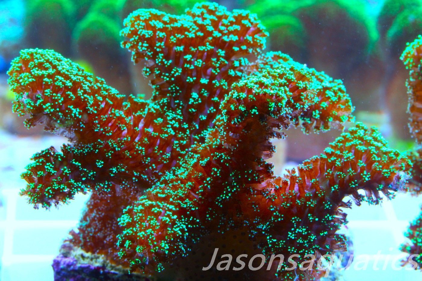 Stylophora, Fiber Optic Stylo (Large Frag) Frag D Stylophora, Fiber Optic Stylo (Large Frag) Frag D
