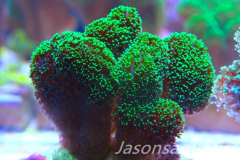 Stylophora, Green with Pinkish Body Frag E