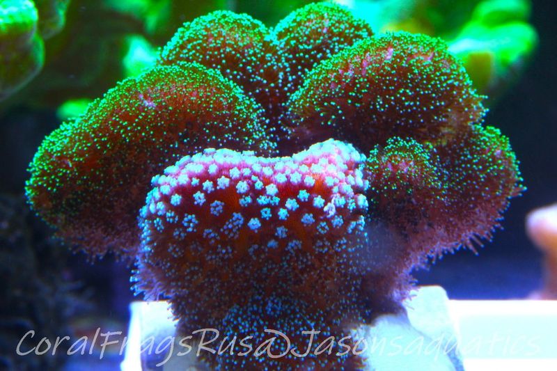Stylophora Mix Frag B