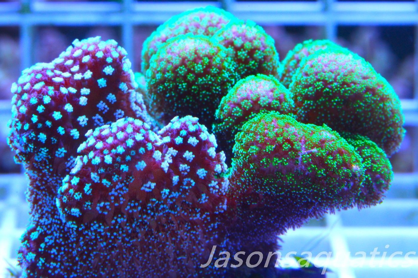 Stylophora Mix,Micro colony,Frag B Stylophora Mix,Micro colony,Frag B