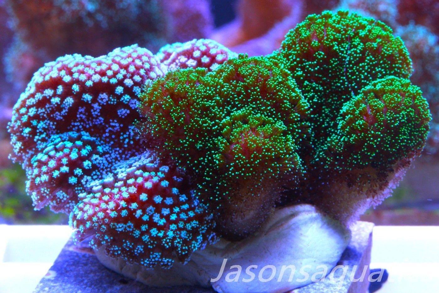 Stylophora Mix,Frag B