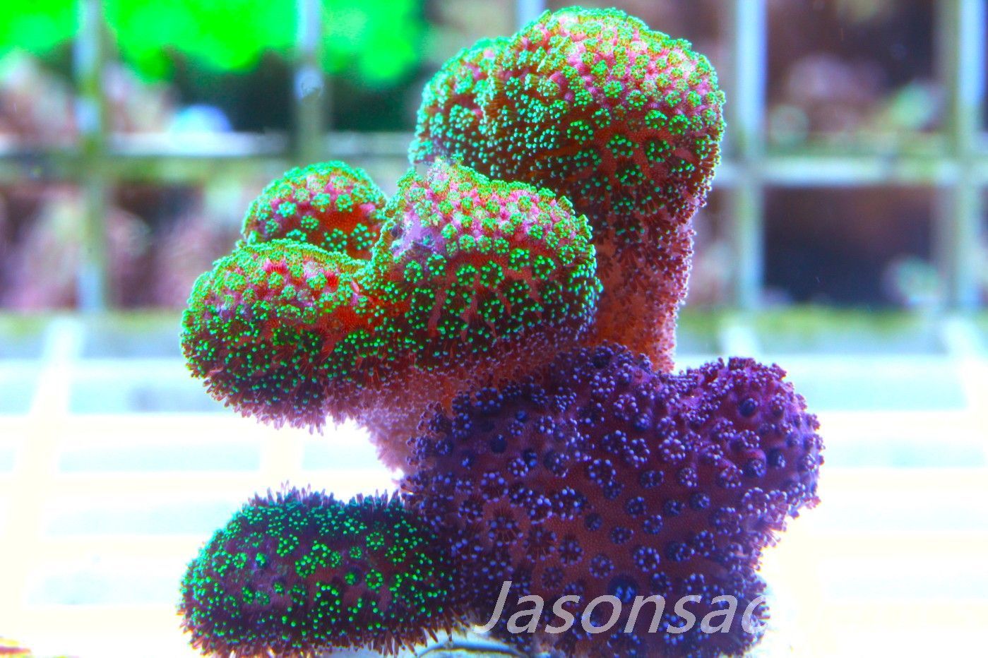 Stylophora Mix Frag E