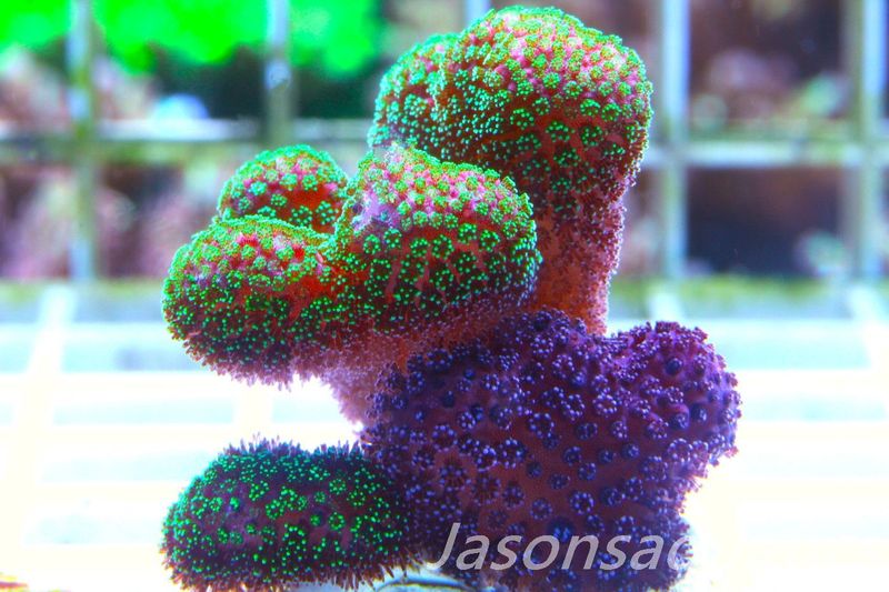 Stylophora Mix Frag E