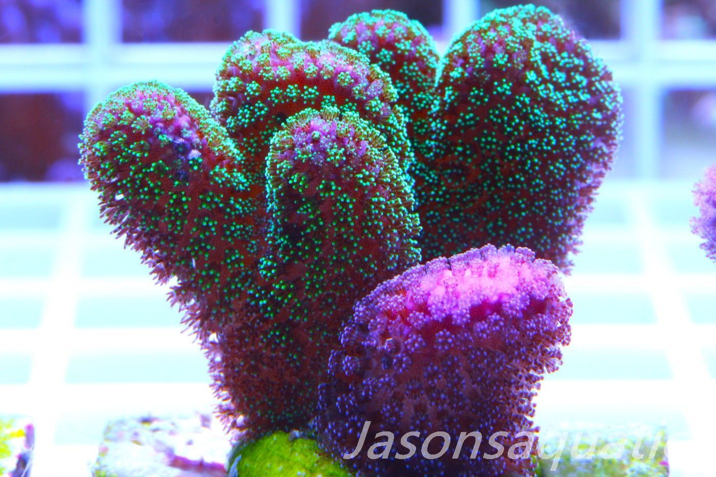 Stylophora Mix Frag E Stylophora Mix Frag E