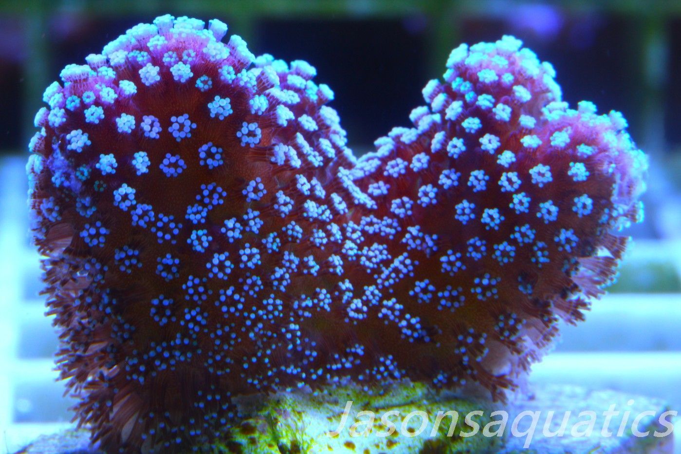 Stylophora, Rainbow Stylo Frag B Stylophora, Rainbow Stylo Frag B