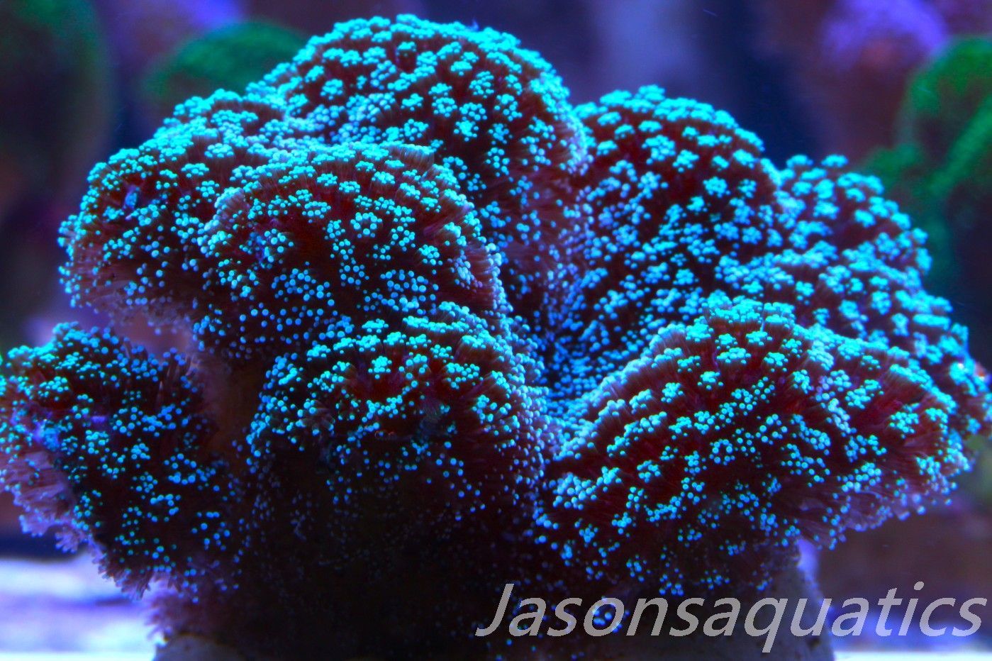 Stylophora, Rainbow Stylo (Good Size Frag) Frag B Stylophora, Rainbow Stylo (Good Size Frag) Frag B