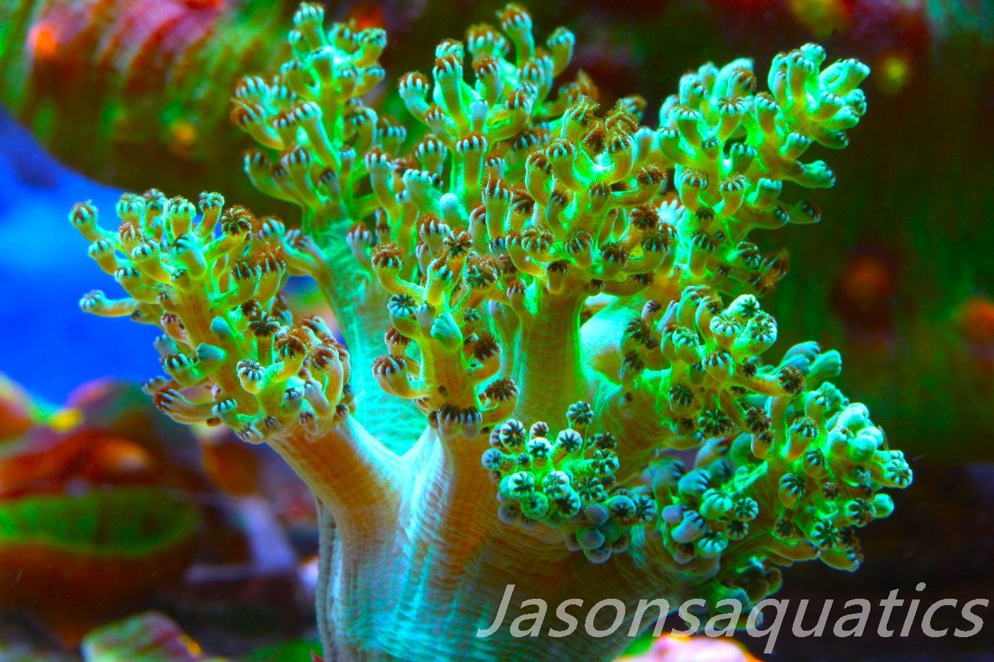 Ultra Green Capnella Leather Coral,Good size frag, Frag B Ultra Green Capnella Leather Coral,Good size frag, Frag B