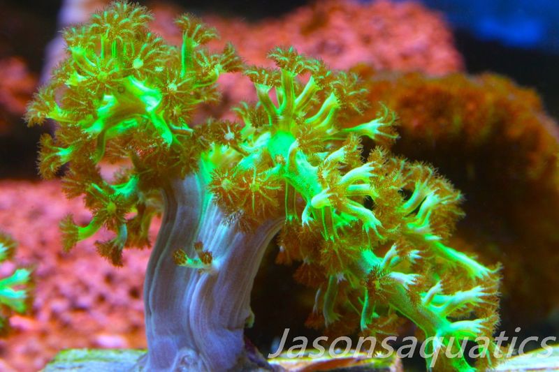 Ultra Green Capnella Leather Coral Frag C