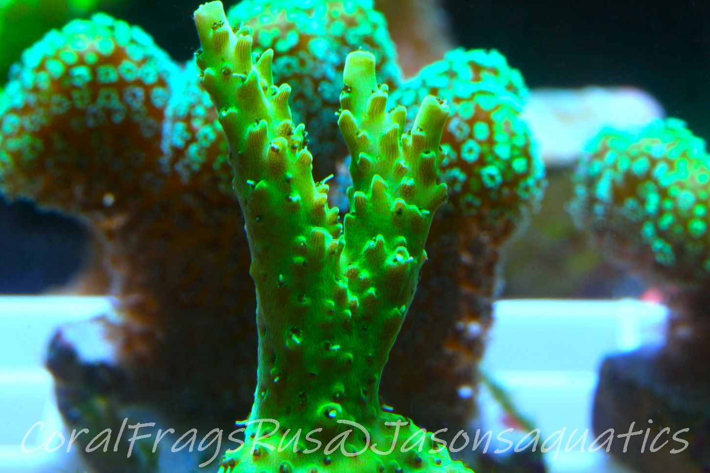 Acropora, Stunning Dayglow Table Frag B